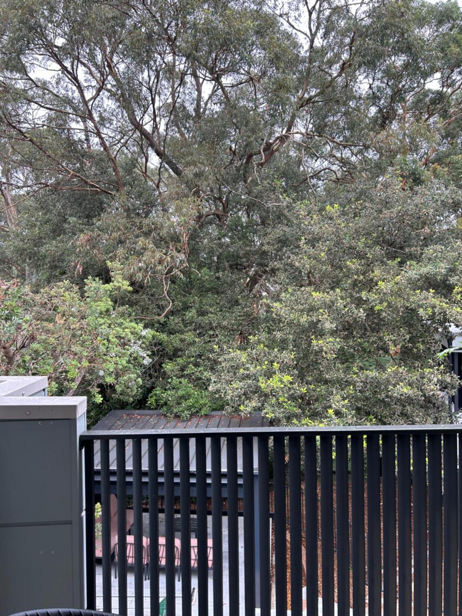 Bushland Setting Close To Sydney Cbd- Stand Alone Apartment エクステリア 写真